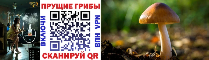 Галлюциногенные грибы мицелий  Опочка 